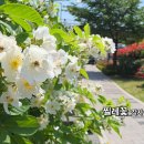 여름특집_발라드_찔레꽃 작사 김지희_작 편곡 수노_기획 프로듀서 윤기영 이미지