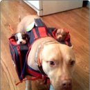 웃으면복이와요 이미지