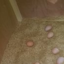 하늘농장1 이미지