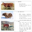 [#이용준 몽골 개척단 현장 보고] 몽골의 소고기 1편