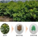 (주)엠바이옴쎄라퓨틱스 | (주)제넨셀 코로나19 치료제 특허발명 및 개발 현황