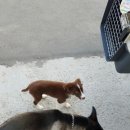 개떼월드 이미지