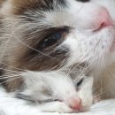 엘름트리 캐터리 이미지