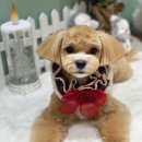 카멜리몽 이미지