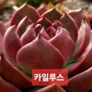 카일루스