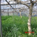 심가네농장 이미지