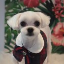 그루밍 펫 뷰티샵 이미지