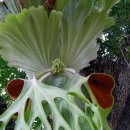 스태그혼 펀 [Staghorn fern (Platycerium superbum)] - 박쥐란 이미지