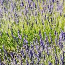 슬로베니아, 크로아티아, 보스니아 8 - 아름다운 섬 &#34;흐바르&#34; 이미지