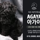 제주 애견 아가야 이미지