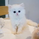 왕십리 고양이 위너펫 24시 이미지