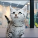 애니멀즈 강아지분양 고양이분양 천안점 이미지