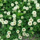 네잎클로버 이미지