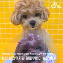 행복나무유치원-1구간 | 분당애견유치원 헬로우버디 분당점에서 행복한 개린이의 유치원 생활