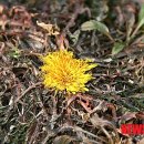 남차2리 이미지