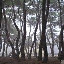 소나무숲 이미지