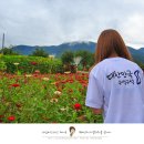 2016 국민대통합 아리랑 영월공연 | 추석 연휴에도 즐기는 2016 평창백일홍축제 - 평창 가볼만한곳