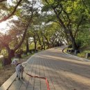 보문호반길 이미지