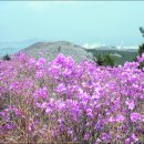 3월25일(월)[08:00출발] 전남 여수 영취산 (해발673m) 진달래꽃축제 이미지