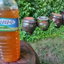 신기한 매실액기스(완료) 이미지