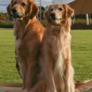 도그플랜 이미지