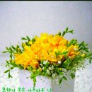 지야나 이미지