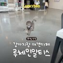루체인알티스 | 경기도 안양 애견카페 <루체인알티스> 강아지랑 갈만한 곳, 주차, 후기