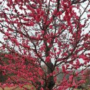 금산인삼마을