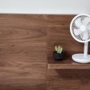 반려식물키우기 | 반려식물 아프리카 흑룡각 선인장 식물 키우기 시작한 후기