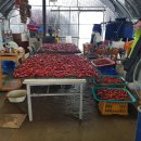 흥농농장 이미지