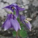 꽃집민박 이미지