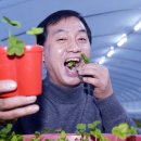 J클로버