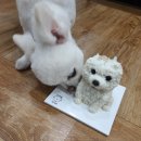 견공상회 | 4시간을 달려온 부산강아지케이크 과연 무사할지??! 부산 견공상회 후기