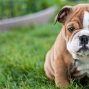 365동물병원 분당점 이미지