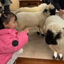 평강농장 | [공지] 서울 근교 나들이 국내 유일 테디베어소 만나는 곳 | 포천 마이애니멀스토리 in 평강랜드