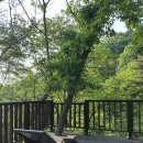 대전 만인산자연휴양림 세모집 비목나무 후기