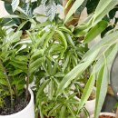 꽃담은 | 대구꽃집 너를담은꽃 당일배달전문 개업화분 선물 후기