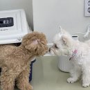 헬로우버디 분당점 이미지