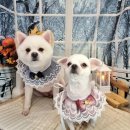 댕댕아야옹 이미지