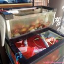 도깨비수족관 | [인천십정동] 동암 맛집 & 동암역 아구찜 잘하는곳! '동암 도깨비' 동암역 맛집