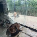 세마 사슴 이미지