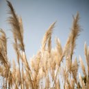 원평나루 이미지