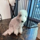 살롱드삐삐 이미지