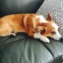 대박이 PC 이미지