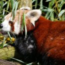 레드팬더 이미지