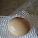 알 Daum카페