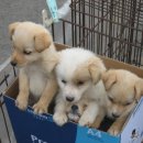 모란시장 이미지