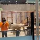 록시드갸토 | 송도 브런치카페 록시드갸토 (트리플 스트리트) 후기