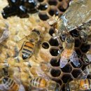 효심 양봉원 이미지