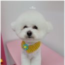 오도DOG 펫살롱 이미지